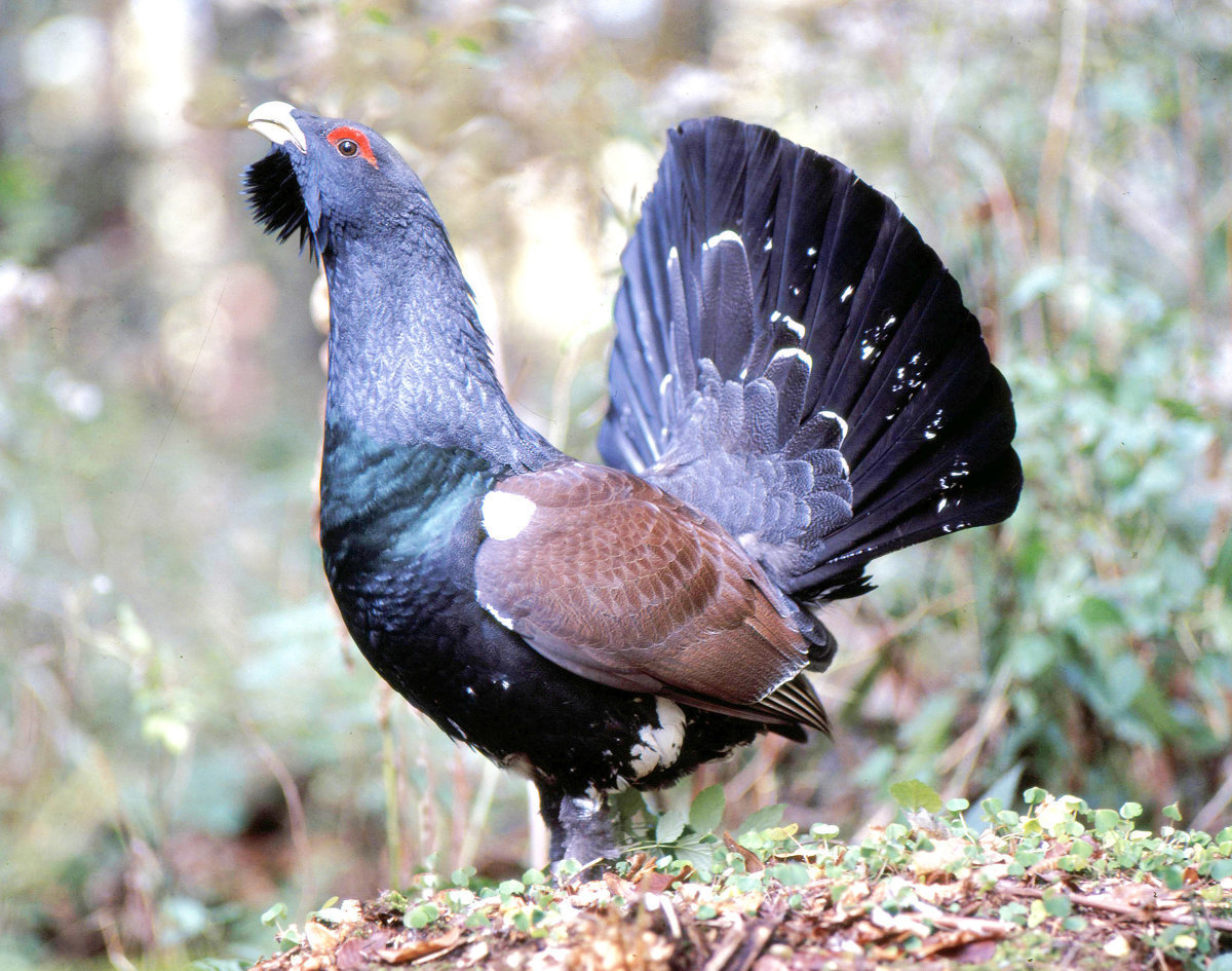 How to cook wood grouse in the oven and in the slow cooker 93 How to cook wood grouse in the oven and in the slow cooker 60